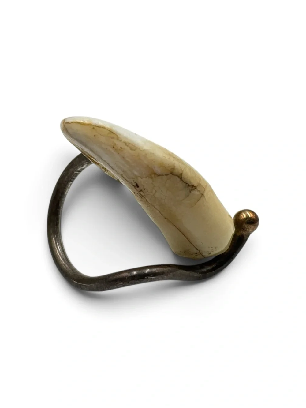 Sterling Silver 14K Gold Hyena Tooth Ring Taxidermy Oddities Statement Ring